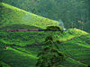 Tea estate with train.jpg